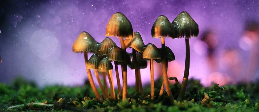 magic mushrooms